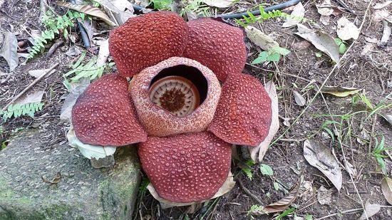 Das ist sie: Die Blüte...