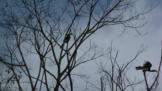 Hornbills