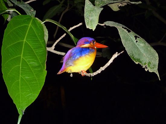 Ein Dschungelfischer, den wir während unserer Nachtwanderung geweckt haben. Wenn die schlafen, verstecken sie ihren Schnabel unter dem Flügel.