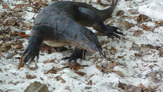 Der will nur spielen... 