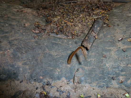 Das ist eins von diesen blutrünstigen Biestern. Die stellen sich immer auf und wittern, in welcher Richtung ein potentielles Opfer ist. Auf das kriechen die dann ziemlich schnell zu...