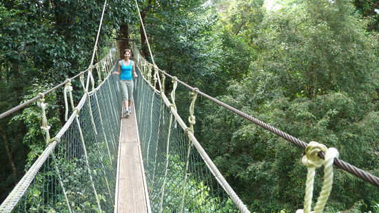 Der Canopy Walk...