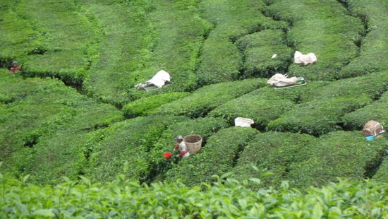 Hier wird der Tee gepflückt.
