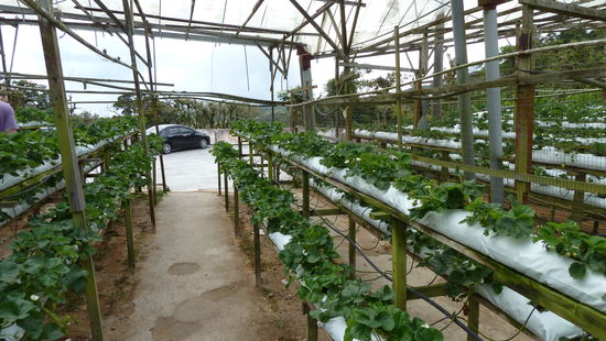 Erdbeeren. Auf Pflück-freundlicher und Ungeziefer-feindlicher Höhe.