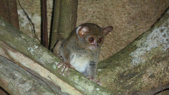 Ein Koboldmaki. Die Tiere sind nachtaktiv und deshalb nur während der Dämmerung morgens und abends zu sehen. Nachts jagen sie und tagsüber schlafen sie versteckt in dem Baum.