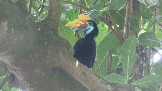 Ein knobbed hornbill.