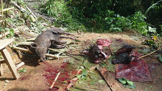 Außerdem wurden etwa 40 Schweine durch einen Messerstich ins Herz geschlachtet.