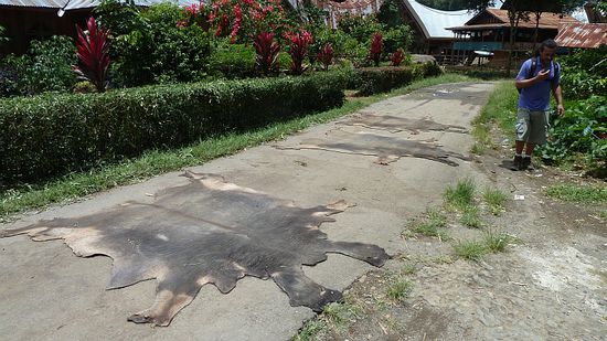 Büffelhäute zum Trocknen und Bügeln auf der Straße
