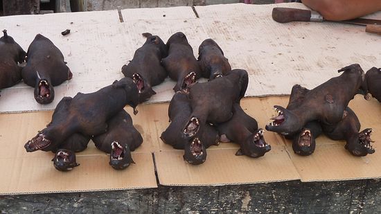 Eine Spezialität der Region: Fledermäuse, gesehen auf dem Markt. Die Flügel lagen dahinter...