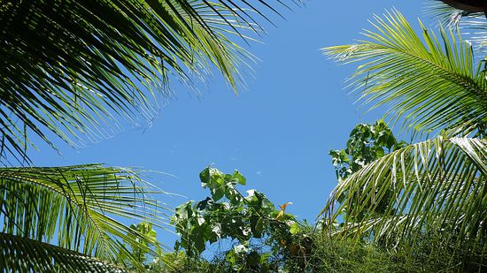 Aussicht aus der Hängematte.