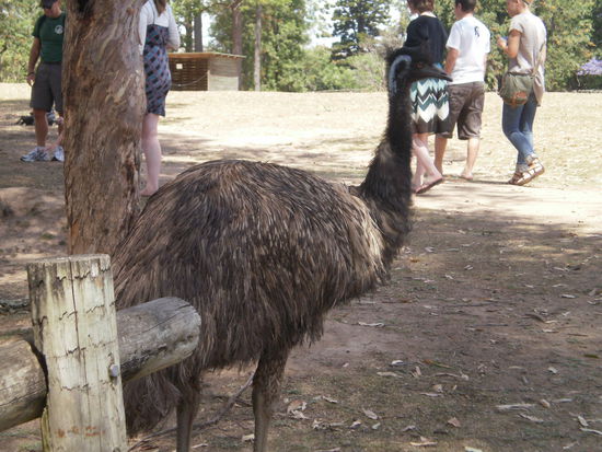 Emu im Park