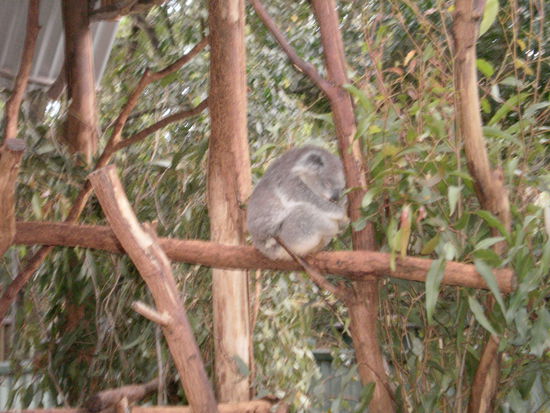 meistens sieht man sie so.