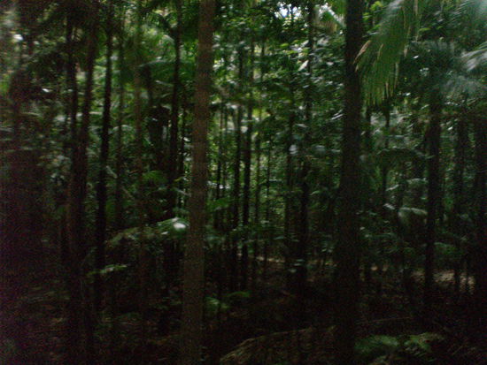 ziemlich viel Busch.