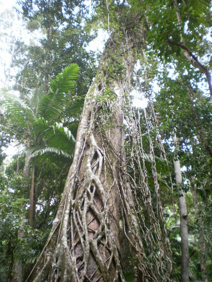mein Freund der Baum