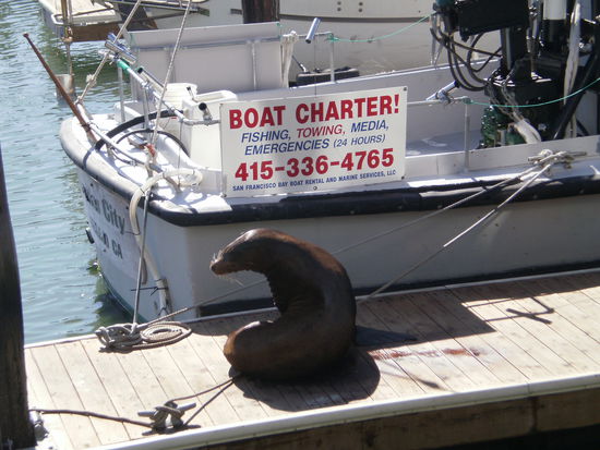 Anbieter von Bootstouren 