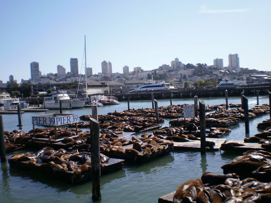 Seeloewen beim Sonnenbad am Pier 39