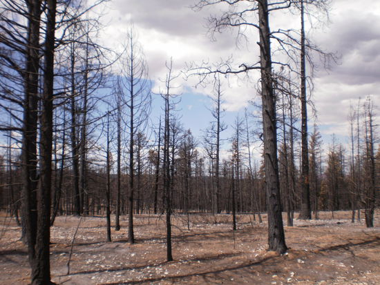 abgebrannt......so wie ich nach dem Urlaub 