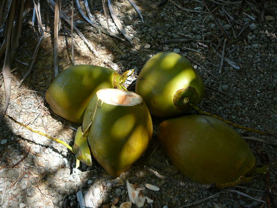 die ersten selbstgepfückten Kokosnüsse, war aber Schwerstarbeit!!!