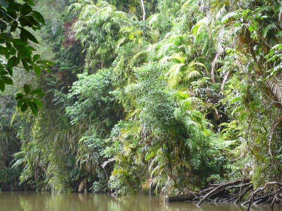 Dschungel in Kuranda