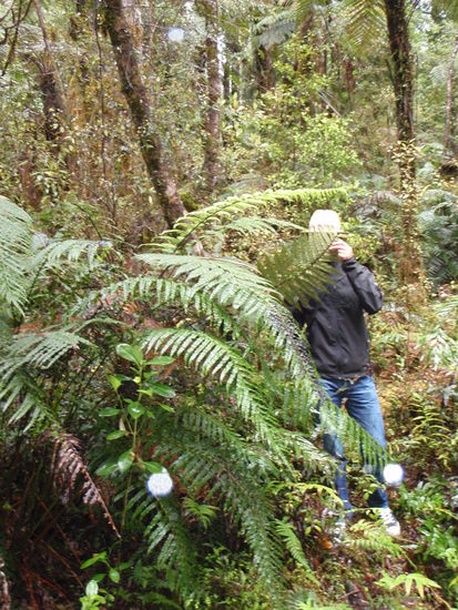 Regenwald am Lake Matheson... such den Mani 