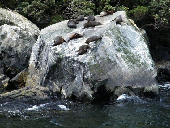 Seelöwen bei Mittagsschlaf