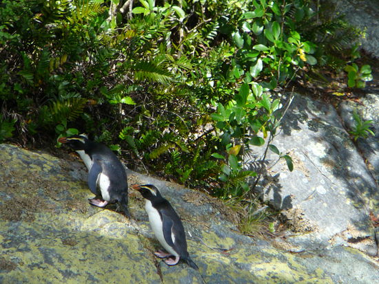 ein Pinguin-Pärchen auf dem Weg zu ihrem Nest