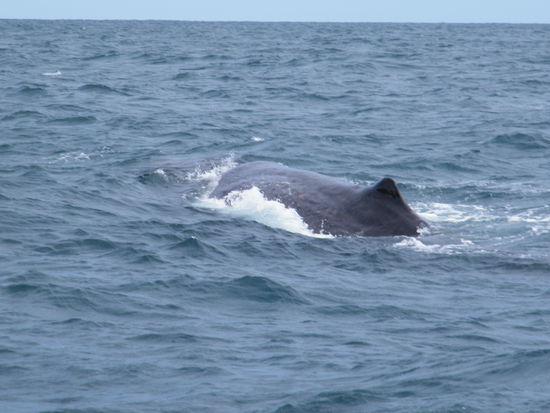 nach langem Warten sahen wir ihn endlich: einen Pottwal