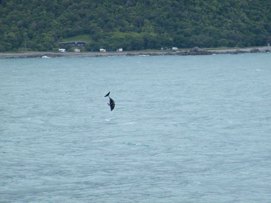 die Delfine zeigten uns ihre Kunststücke