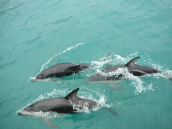 und kamen sehr nah ans Boot!