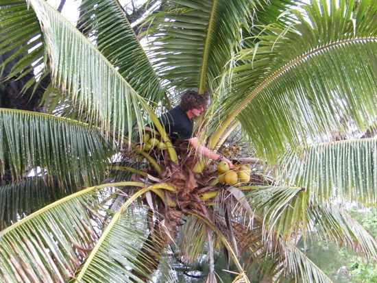 die Kokosnüsse sind sehr hartnäckig! 