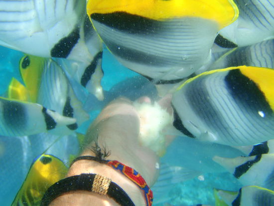 Fischfütterung! haben ordentlich zugebissen *g