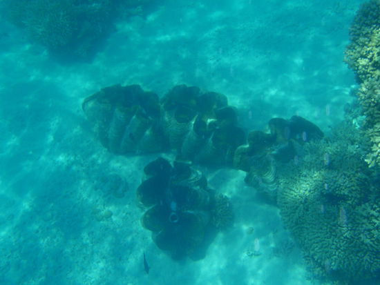 Riesenmuscheln mit ca 80cm Länge!