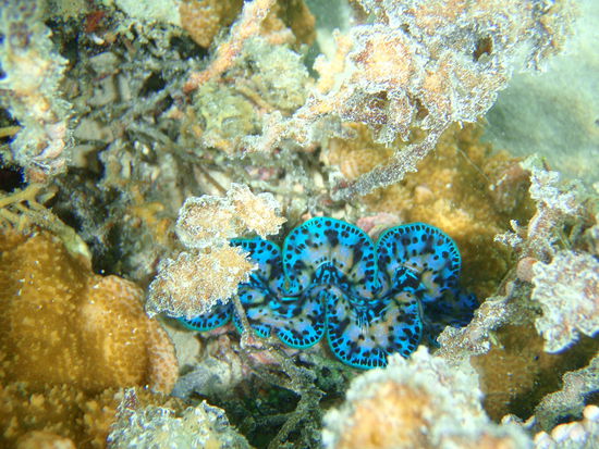 eine seltene blaue Muschelart - wunderschön