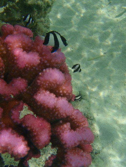 Diese Anemonenfische gabs in Hülle und Fülle