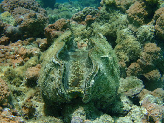 Riesenmuschel aus der Nähe