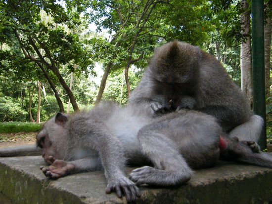 Relaxen beim Flöhe suchen