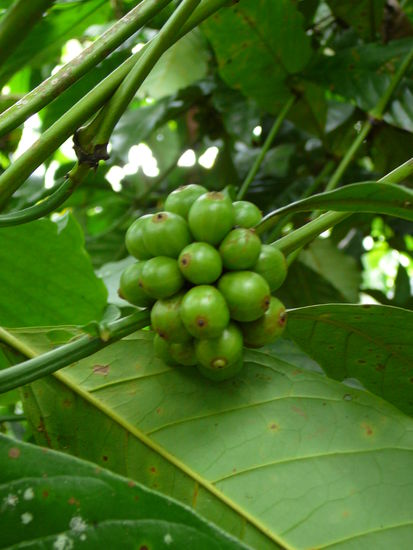 Kaffeebohnen