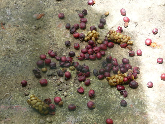 daraus wird der teuerste Kaffee der Welt gemacht!! LUWAK