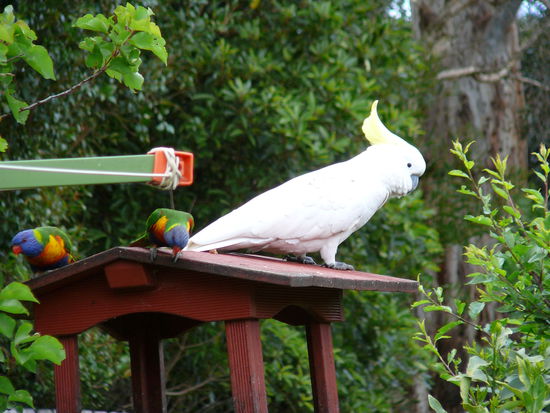 weißer Kakadu, die sind richtig frech!