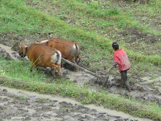 hier wird noch ohne moderne Hilfsmittel gearbeitet