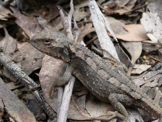 Bartagame - the next Top-Model 