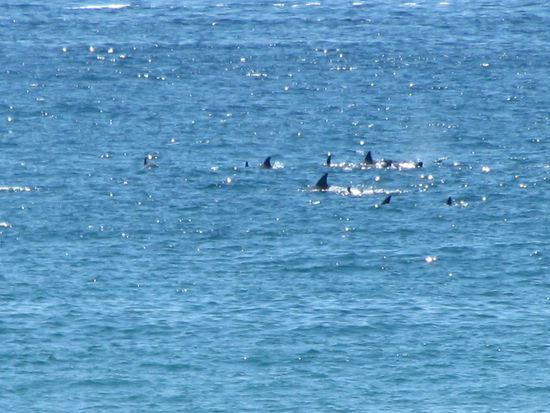 Hai-Alarm, aber es waren nur Delphine...