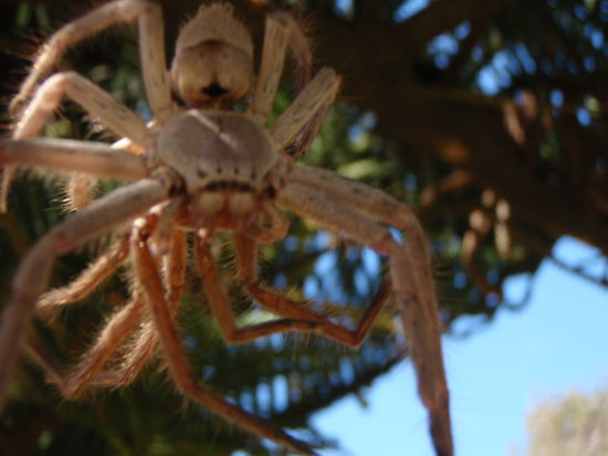Die erste große Spinne, die wir sahen und sie ist nicht vergrößert!