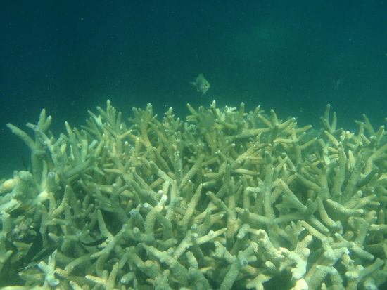 Korallen und dahinter ein tiefer Abgrund...