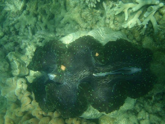 eine Riesenmuschel - war ca 80cm lang!