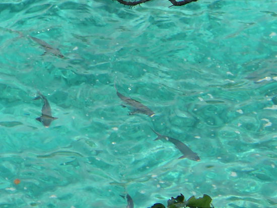 Haie im seichten Wasser