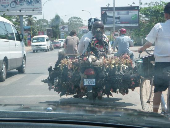 Hühner-Schwertransport *g