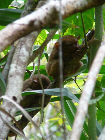 eine Tarsier Mutter mit ihrem Baby