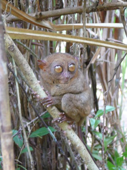 der Kerl ist gerade mal handgroß!