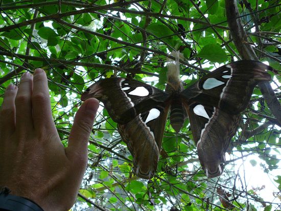 ein riesiger Falter!